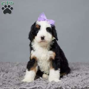 Greenfield sales puppies bernedoodle